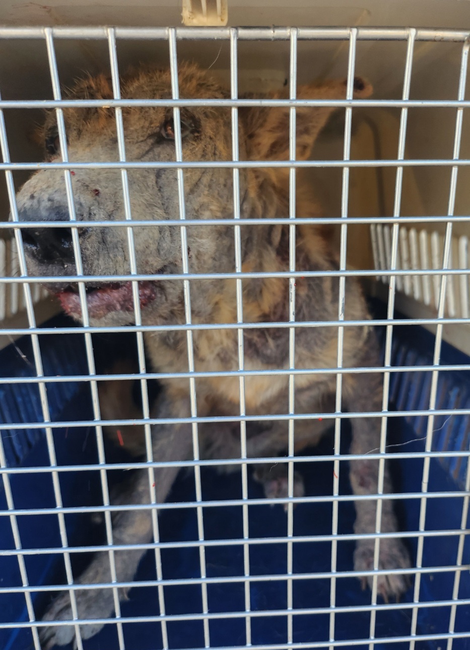 종료(자연사) 믹스…