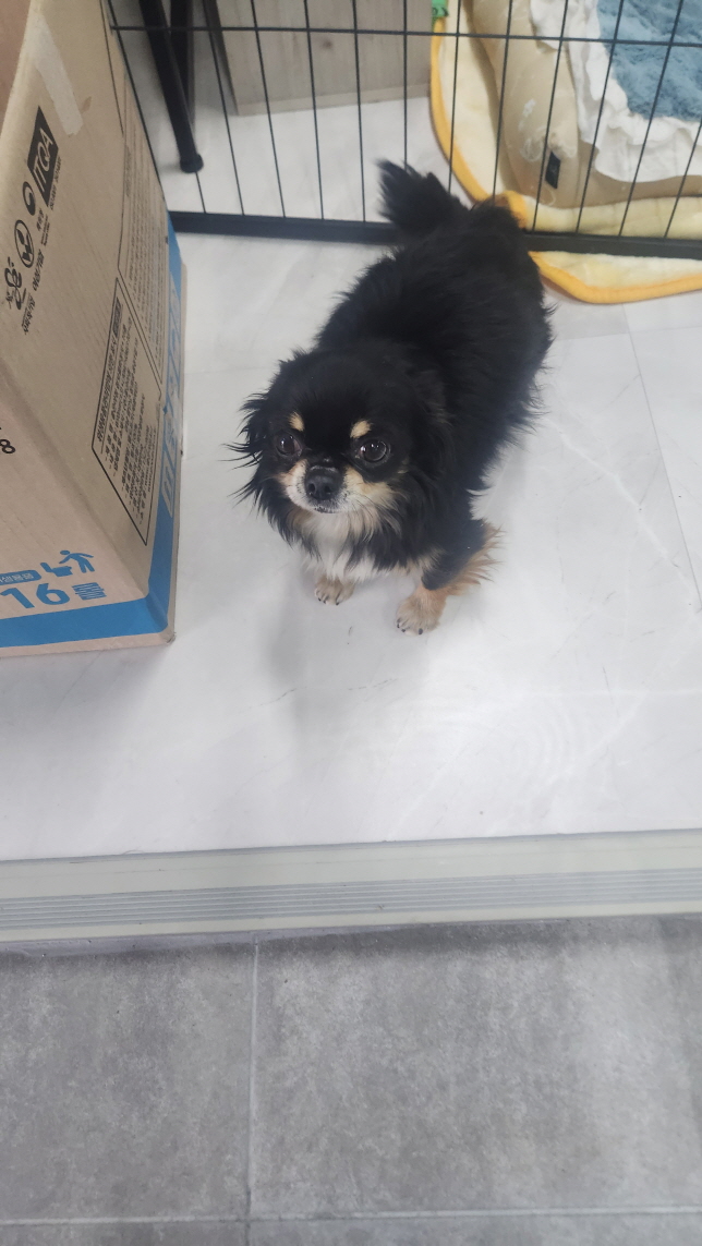 종료(기증) 치와와…