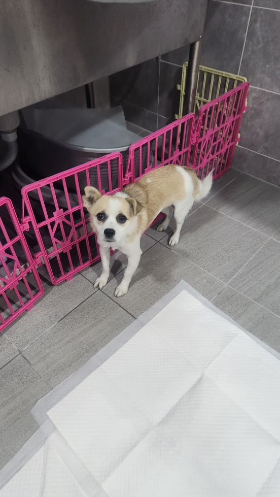 익산유기동물보호소_445468202403136