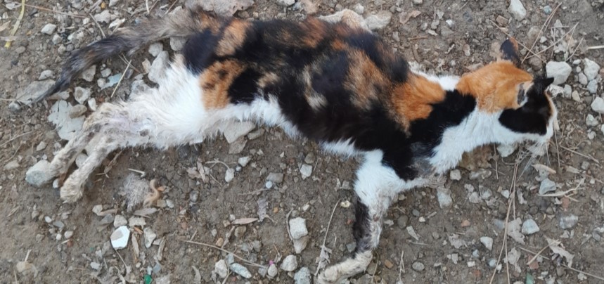 종료(자연사) 한국…