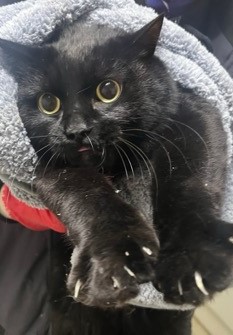 종료(입양) 한국 …