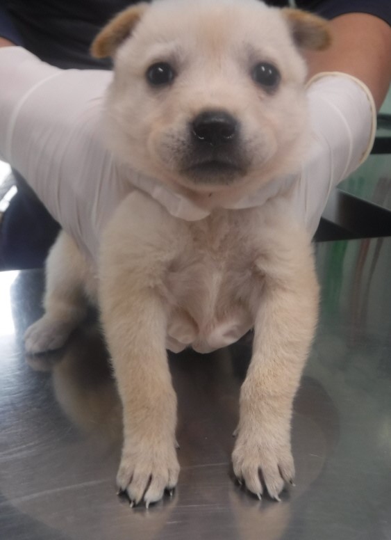 제주 동물보호센터_450650202403659