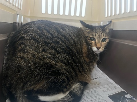 인천광역시수의사회_428353202401335