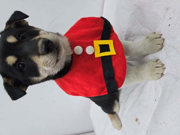 종료(입양) 믹스견…