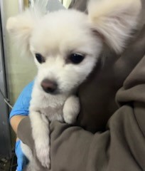 인천광역시수의사회_428353202401338