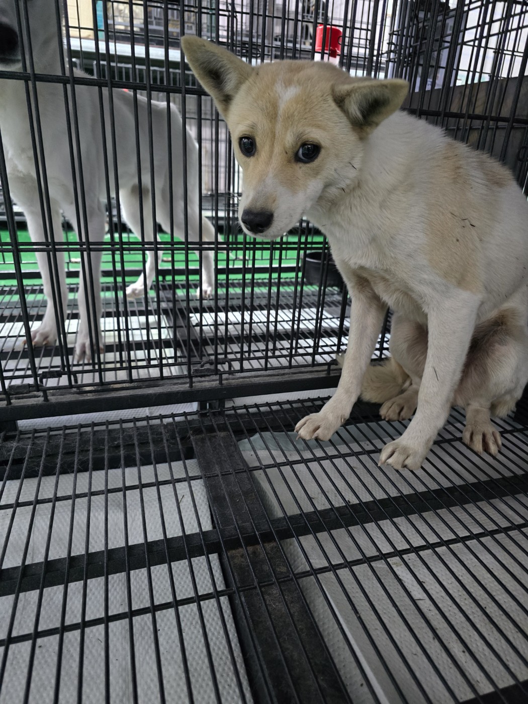 보호중 믹스견의 가…