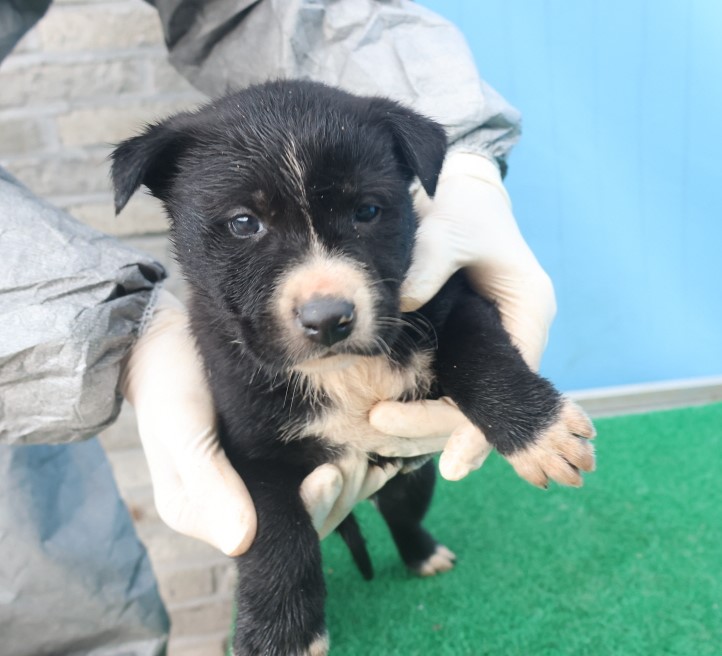 제주 동물보호센터_450650202403670