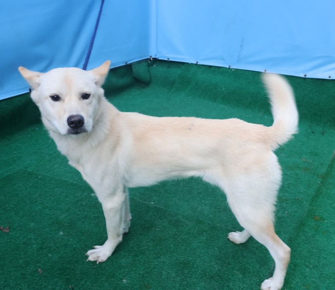 제주 동물보호센터_450650202403660