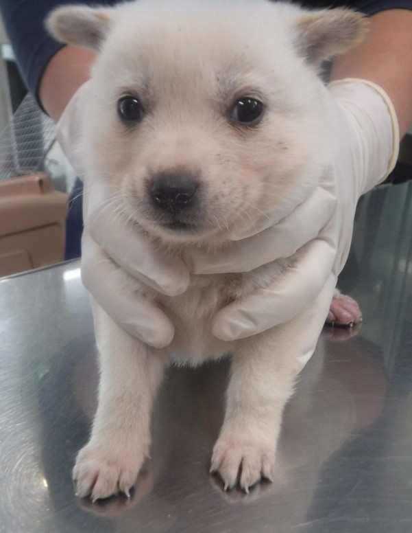 제주 동물보호센터_450650202403654