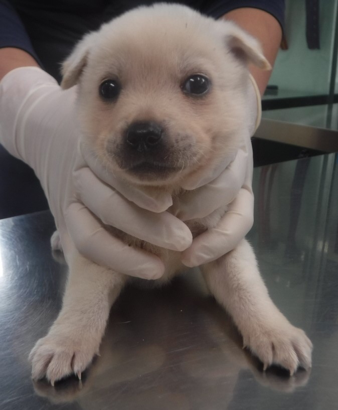 종료(기증) 믹스견…