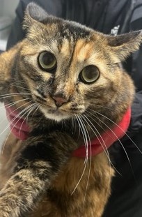 보호중 한국 고양이…