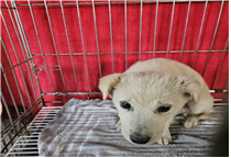 보호중 믹스견의 가…