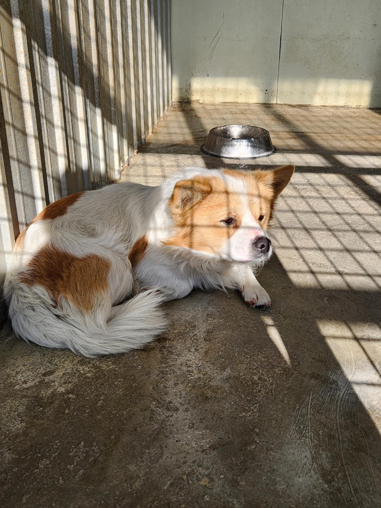 보호중 믹스견의 가…