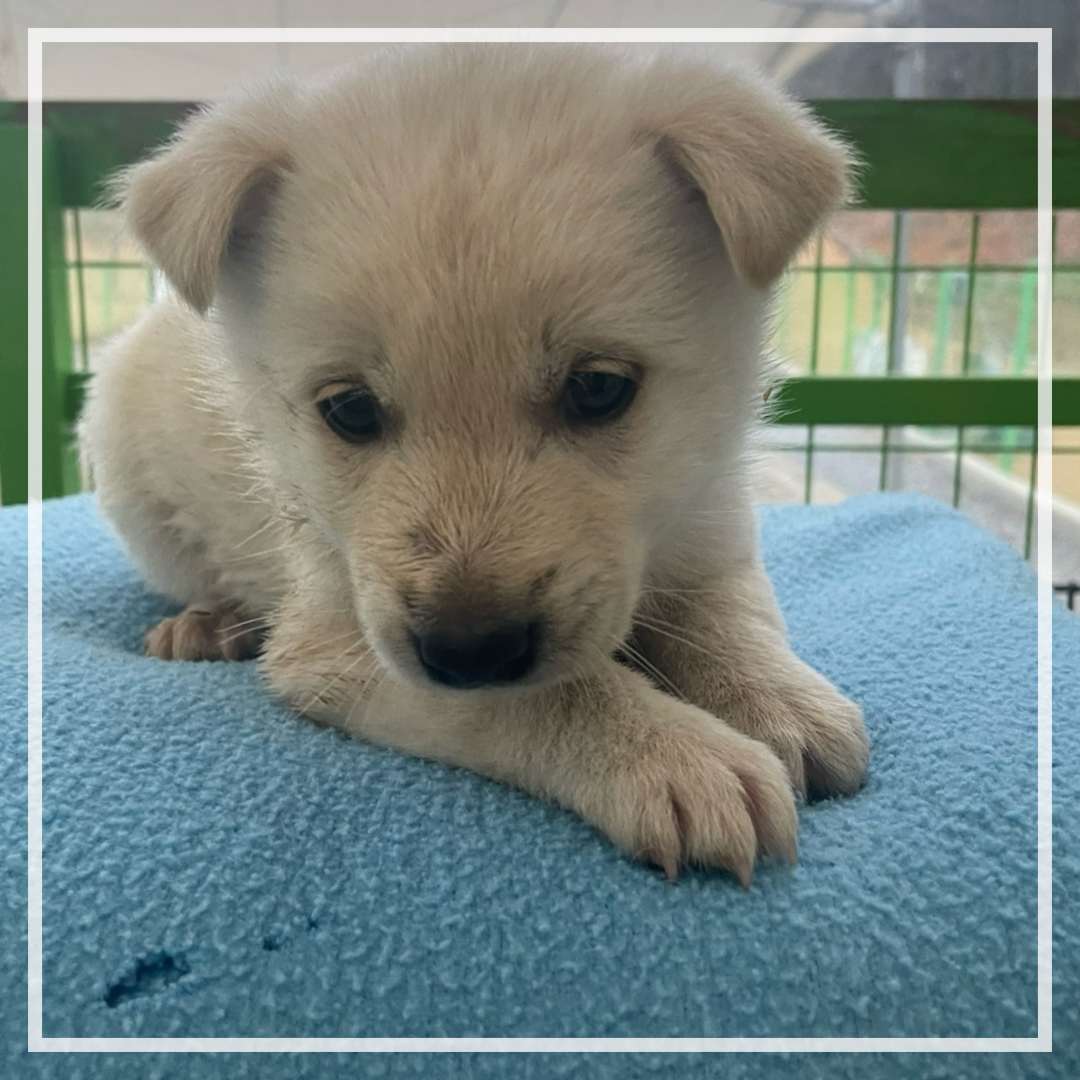 군산유기동물보호센터_445467202402490