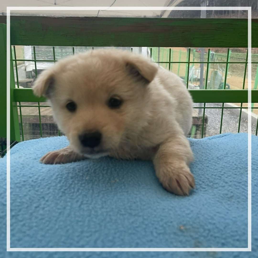 군산유기동물보호센터_445467202402491