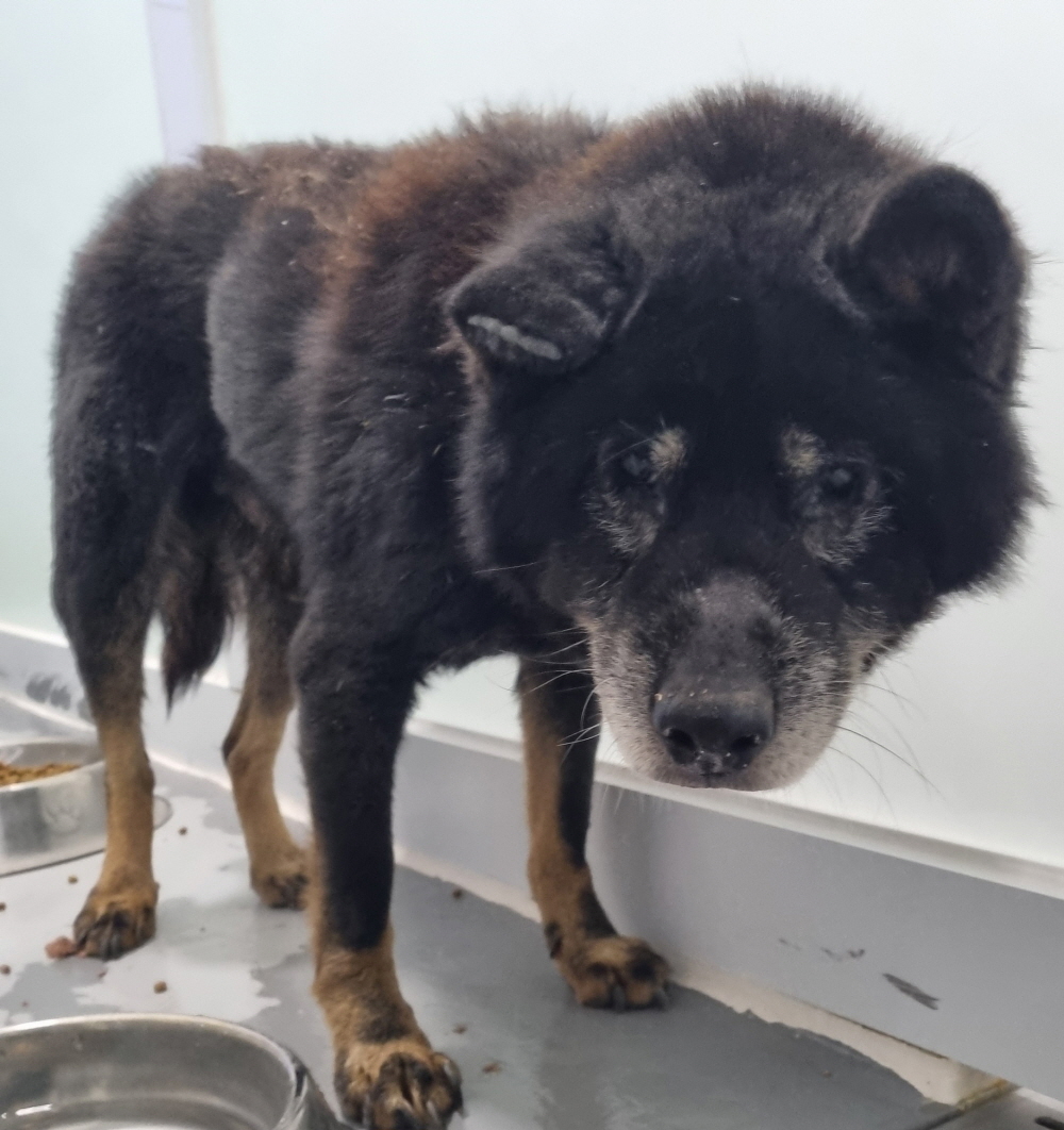 종료(반환) 믹스견…