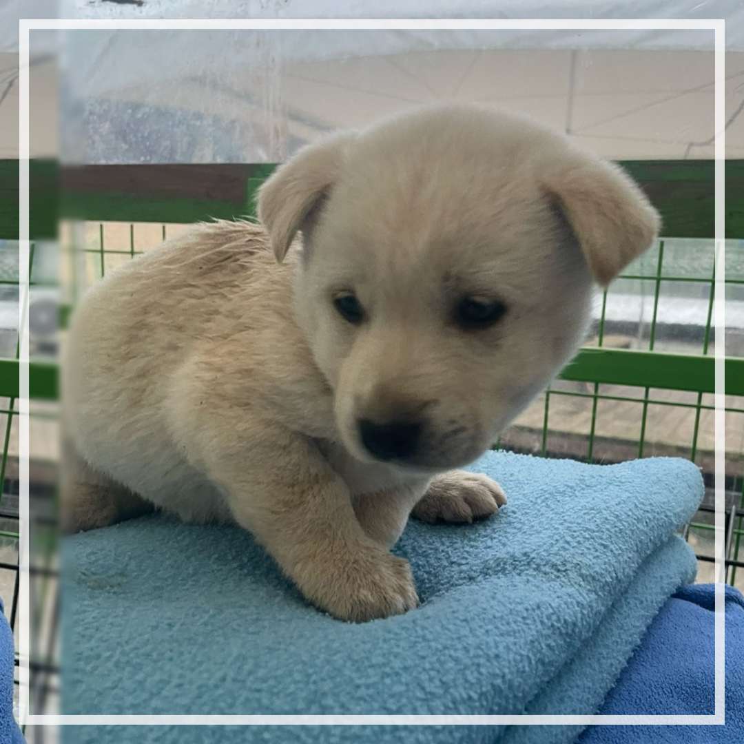 군산유기동물보호센터_445467202402488