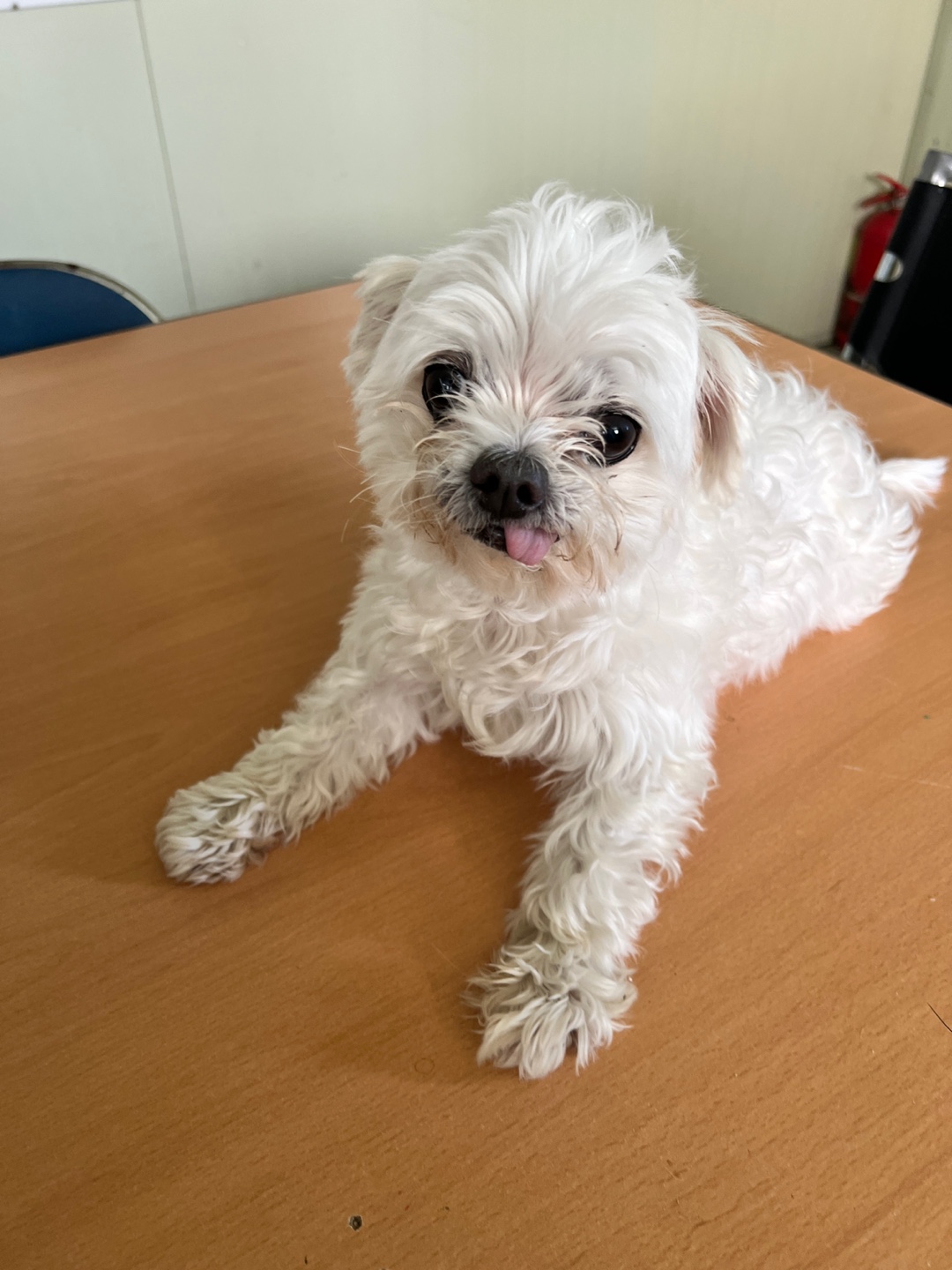 부산동물보호센터_426332202400773