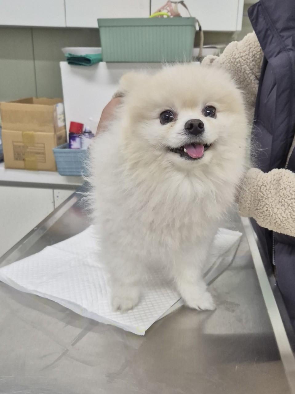 남양주시동물보호센터_441399202402943
