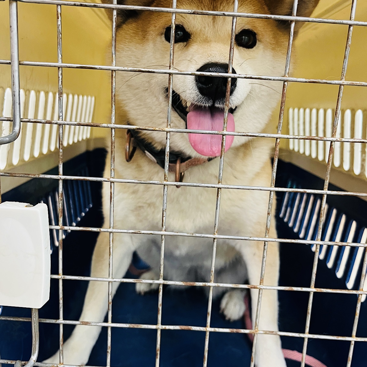 경주동물사랑보호센터_447505202401660