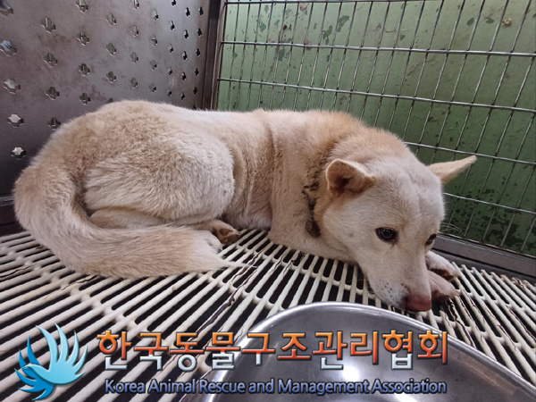 한국동물구조관리협회_441406202402198