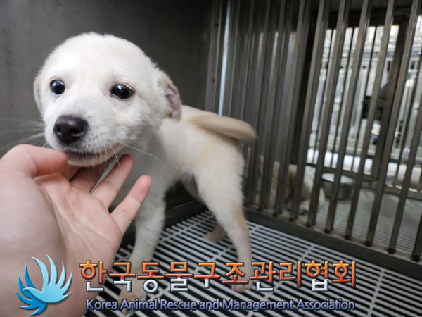 한국동물구조관리협회_441382202400837
