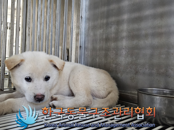 한국동물구조관리협회_441409202401992