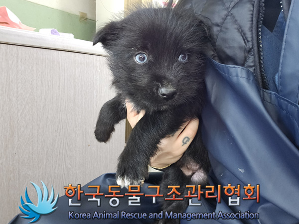 한국동물구조관리협회_441406202402194