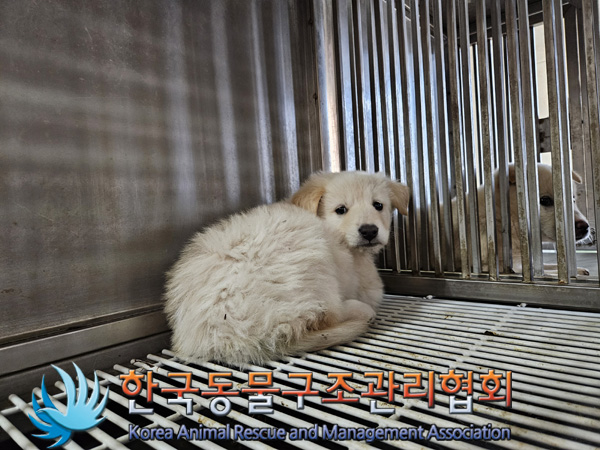 한국동물구조관리협회_441409202401990