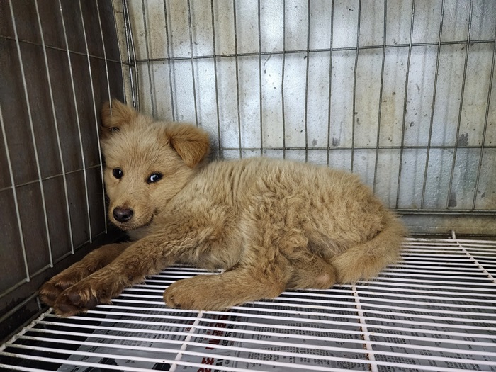 종료(입양) 믹스견…