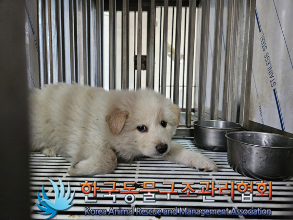한국동물구조관리협회_441409202401989