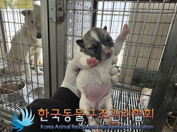 한국동물구조관리협회_441406202402202