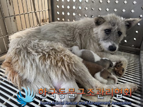 한국동물구조관리협회_441406202402199