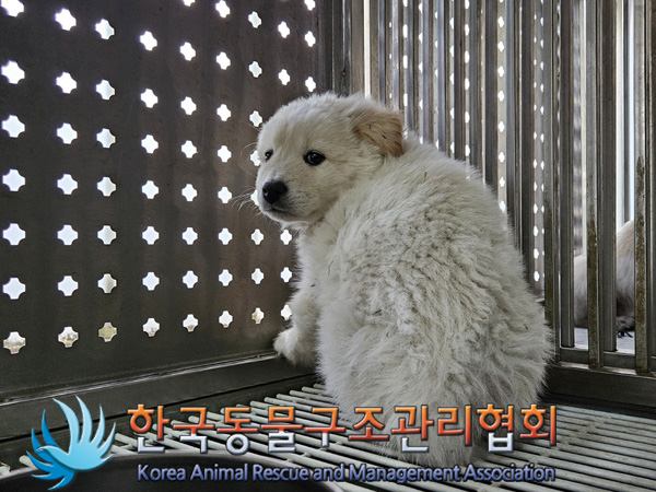 한국동물구조관리협회_441409202401988