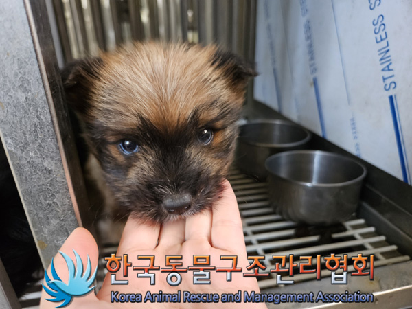 한국동물구조관리협회_441406202402193