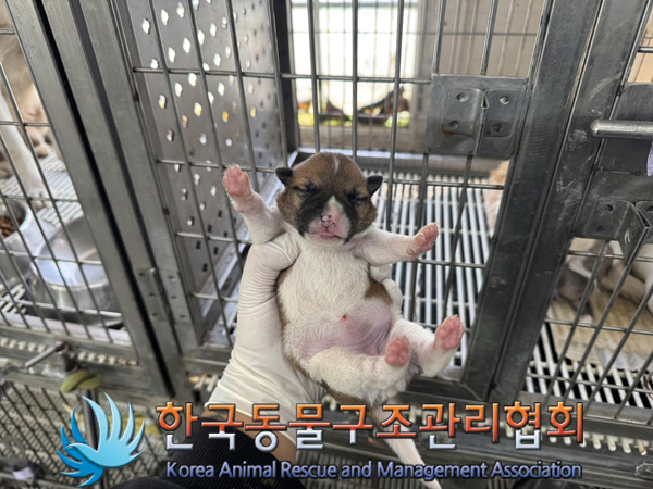 한국동물구조관리협회_441406202402201
