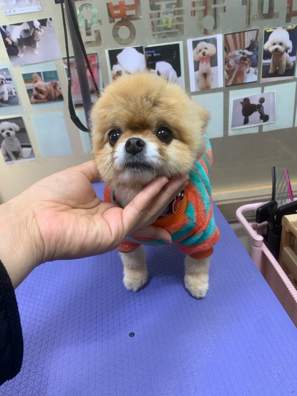 증평 가정견 훈련소_443445202400639