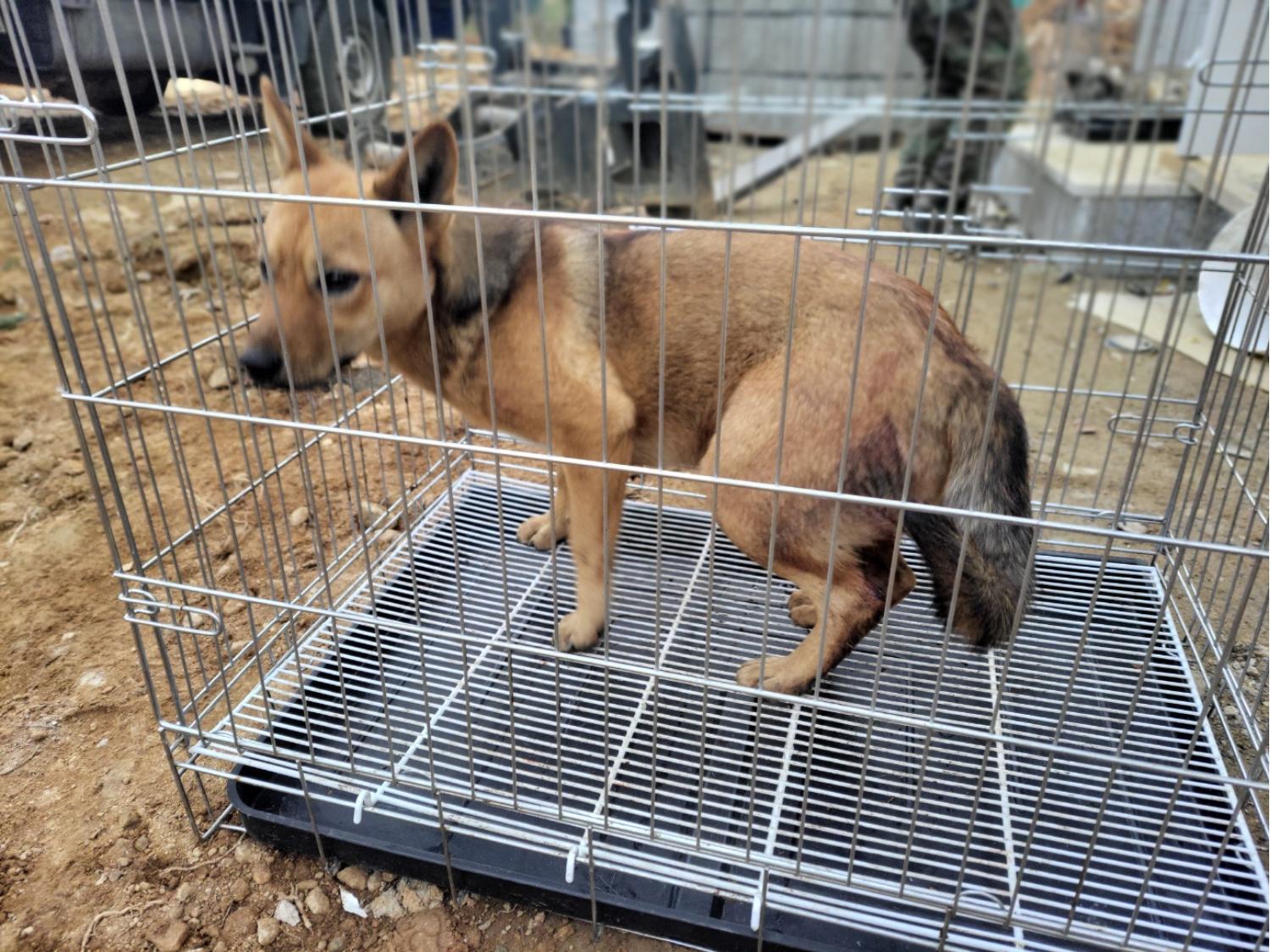 고양시동물보호센터_441394202402545