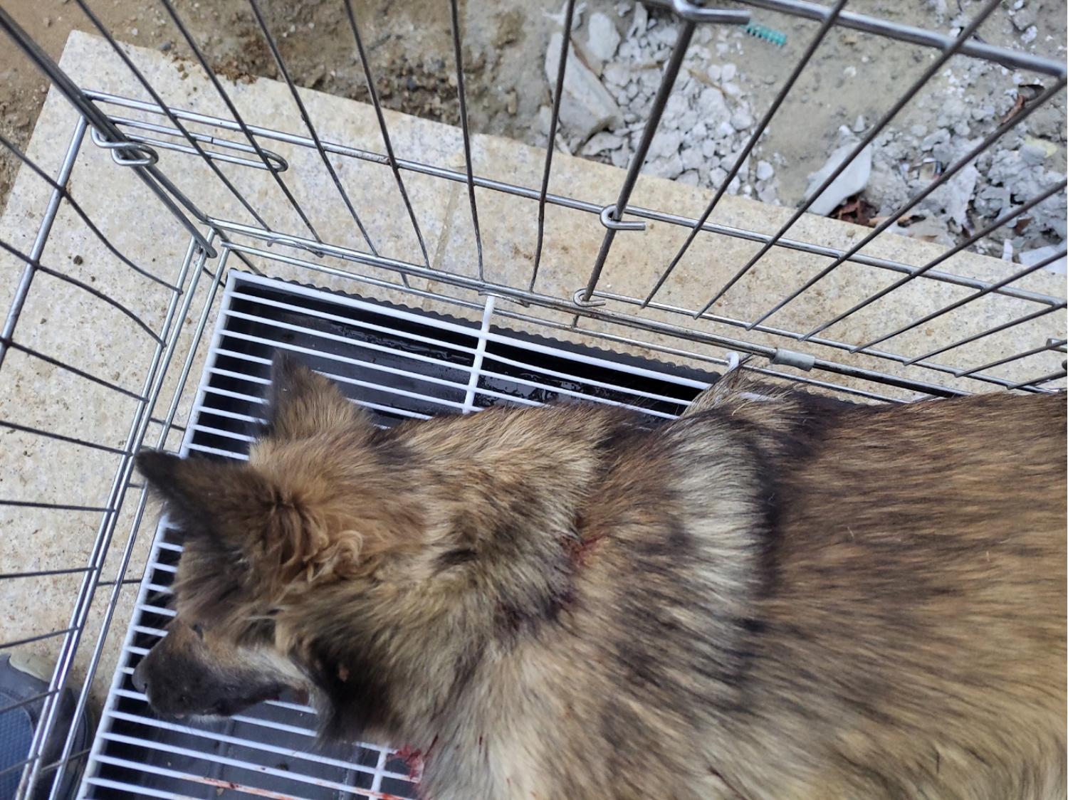 고양시동물보호센터_441394202402546