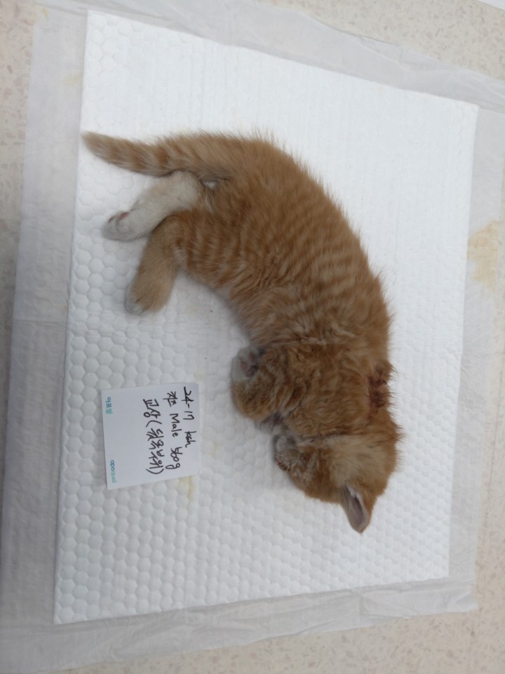 태백시유기동물보호소_442422202400348