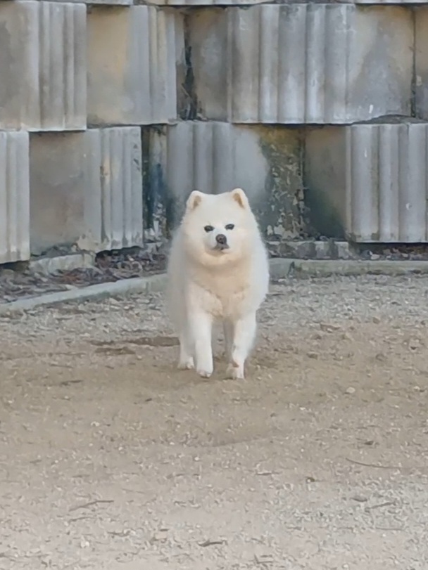 충주시동물보호센터_443439202400871