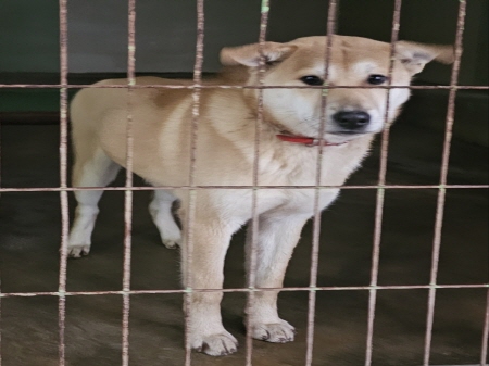 원주시동물보호센터_442419202400941