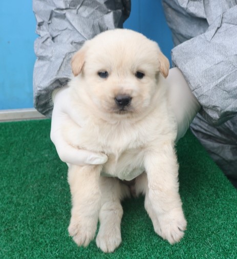 제주 동물보호센터_450650202403688