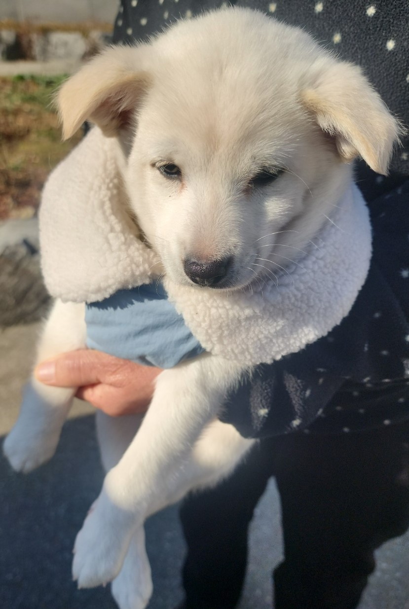 공주시 동물보호센터_444450202400776