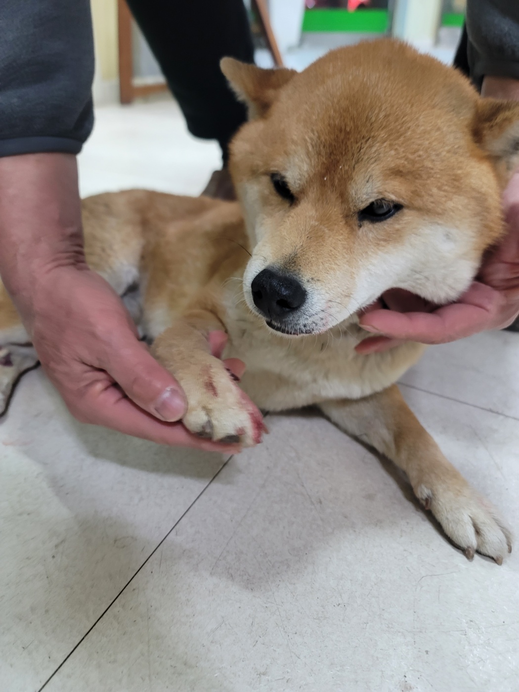 가정견훈련소_443557202400127