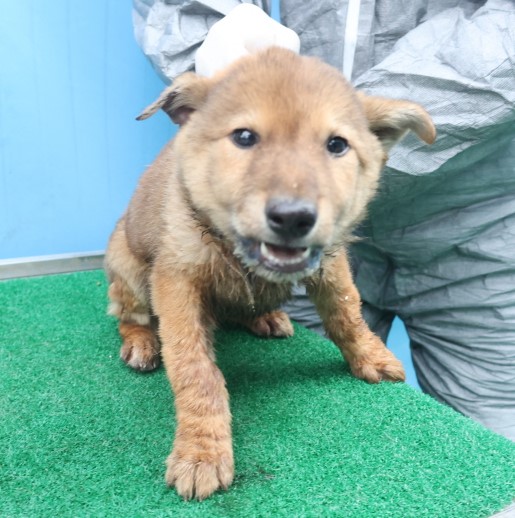 제주 동물보호센터_450650202403689