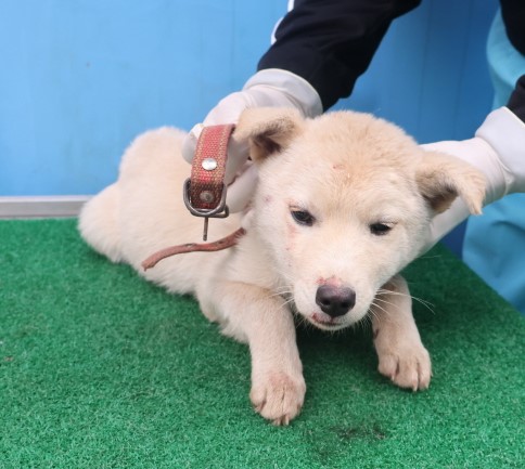 제주 동물보호센터_450650202403679