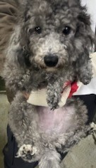 종료(기증) 푸들의…