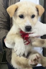 종료(자연사) 믹스…