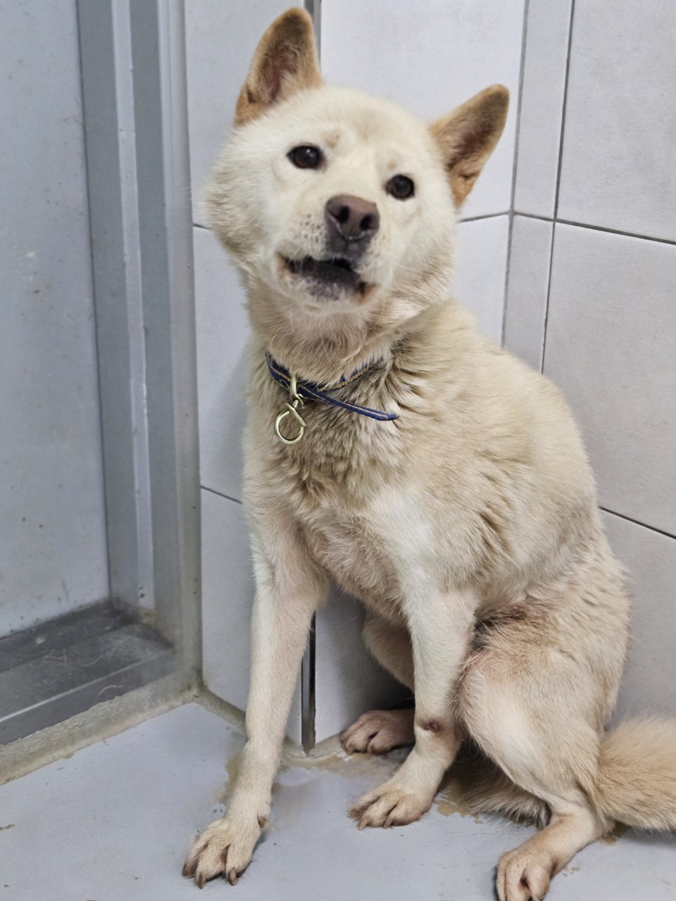 보호중 믹스견의 가…